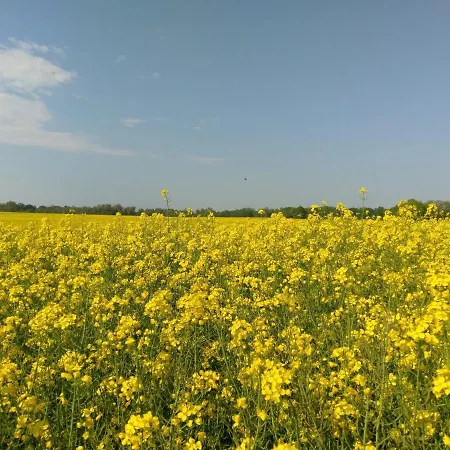 Fuerstenhof Дом отдыха *