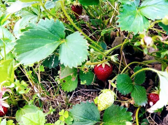 Fuerstenhof * Furstenhof