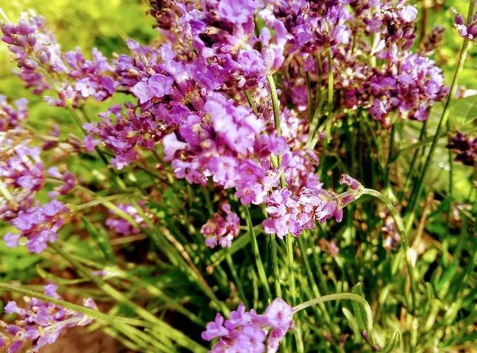 Fuerstenhof Дом отдыха *